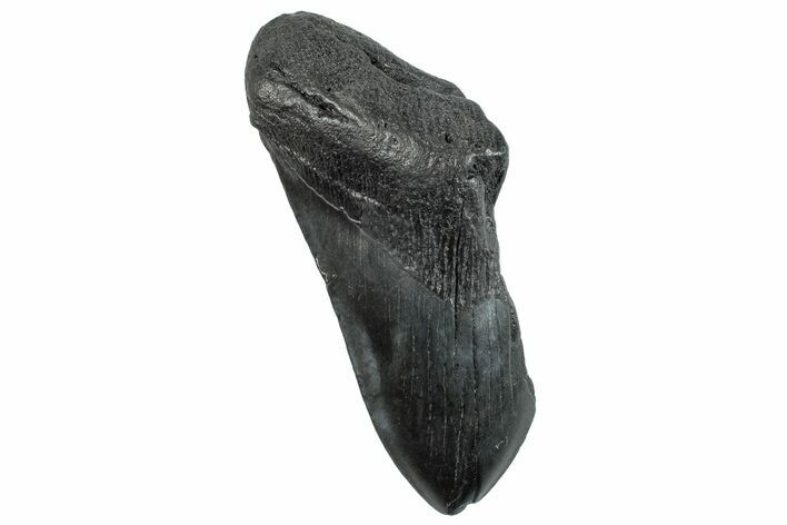 Partial Fossil Megalodon Tooth - South Carolina #296131